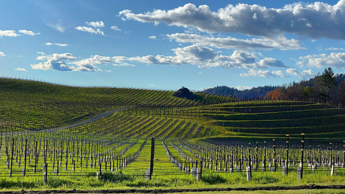 Catagory Winery & Vineyards. Newly planted viognier
