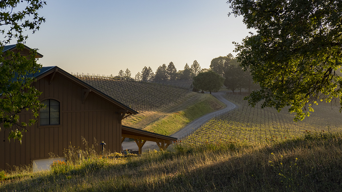 Catagory Winery & Vineyards. 4.22.21_Warehouse Budding Sunset_04