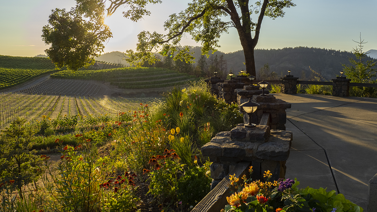 Catagory Winery & Vineyards. 7.9.21_Summit Terrace_01