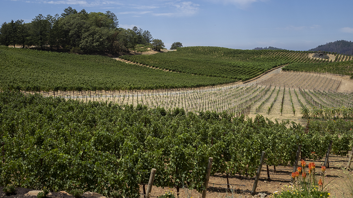 Catagory Winery & Vineyards. 7.28.21_Daytime Pride Rock View_01