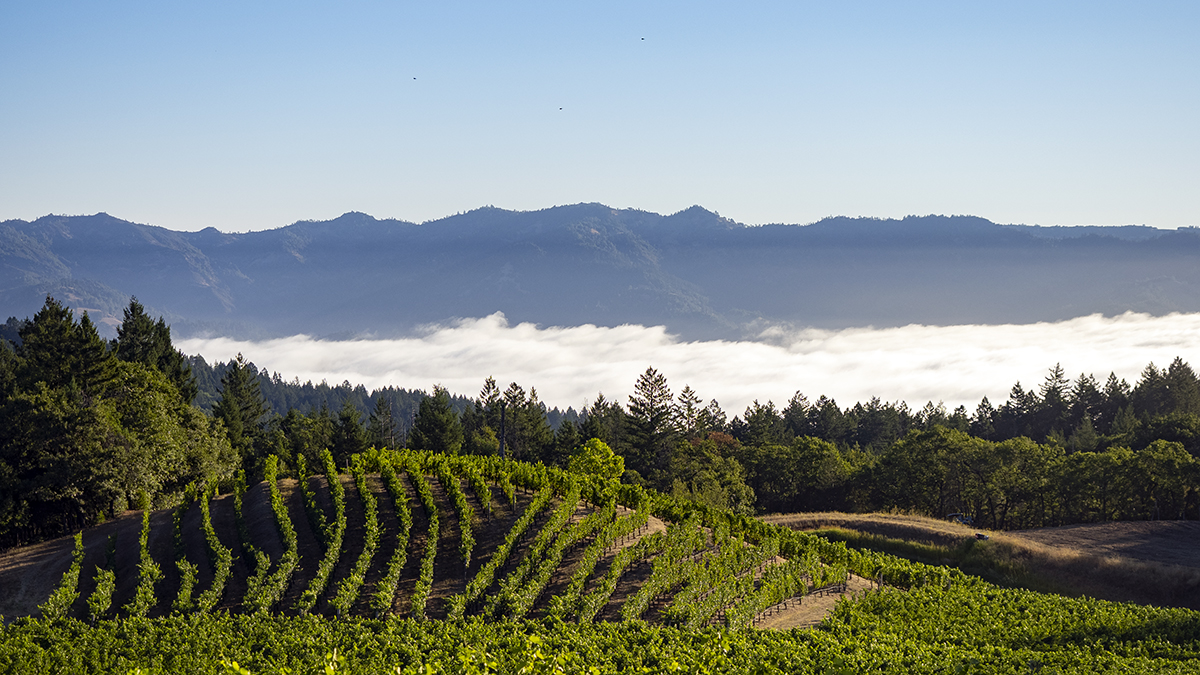 Catagory Winery & Vineyards. 8.4.20_Fog In Valley_01