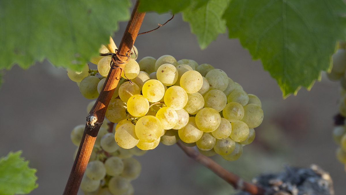Catagory Fall 2021. 8.30.21_Mountain Top Chardonnay Harvest_03