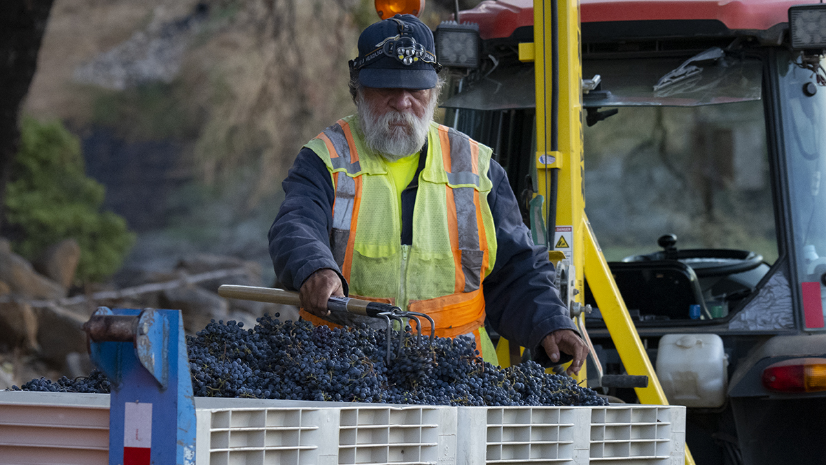 Catagory Fall 2021. 9.17.21_Jim's Cabernet Harvest_05