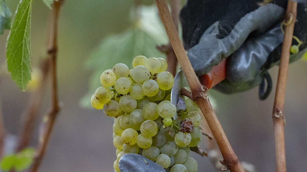 Catagory Fall 2021. 8.31.21_Mountain Top Chardonnay Harvest_13