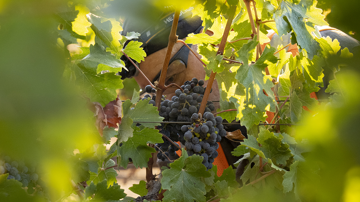 Catagory Fall 2021. 9.17.21_Jim's Cabernet Harvest_11