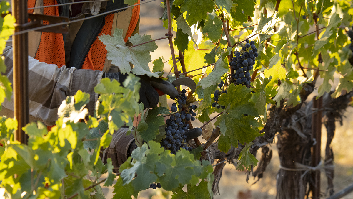 Catagory Fall 2021. 9.17.21_Jim's Cabernet Harvest_13