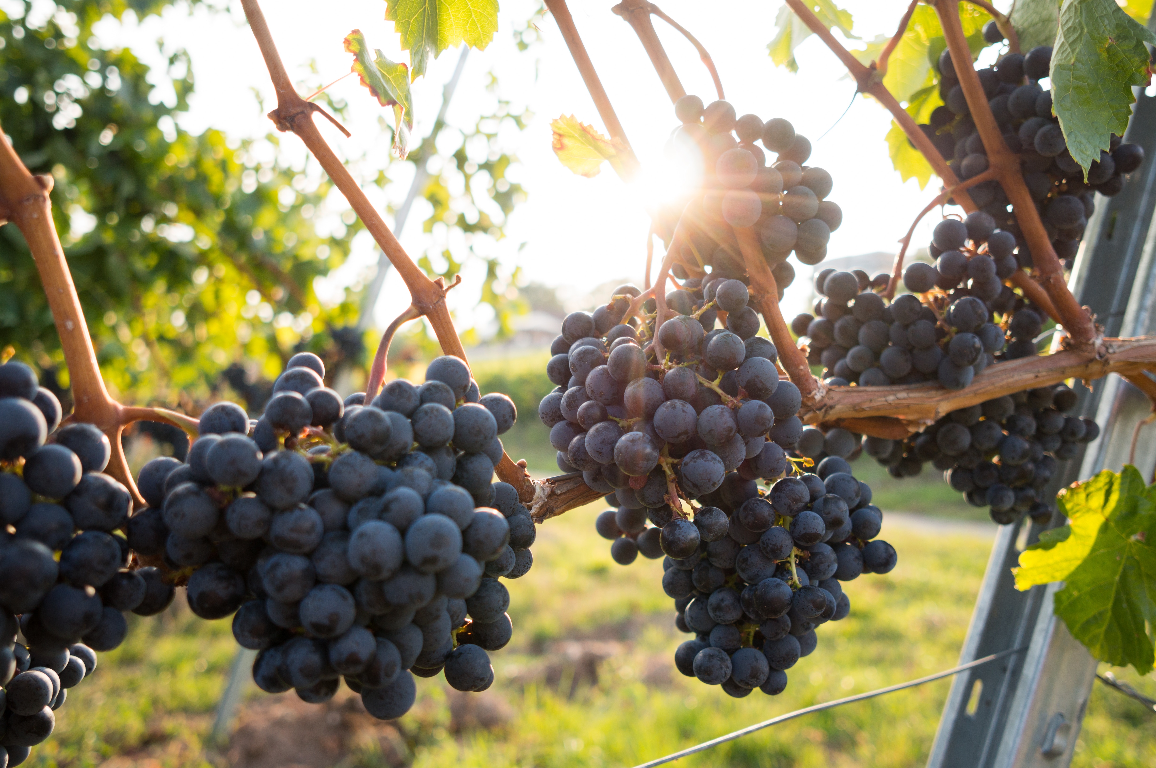 Nantucket Wine & Food Festival